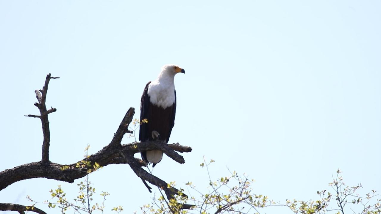 African Rest Lodge Barberton Buitenkant foto