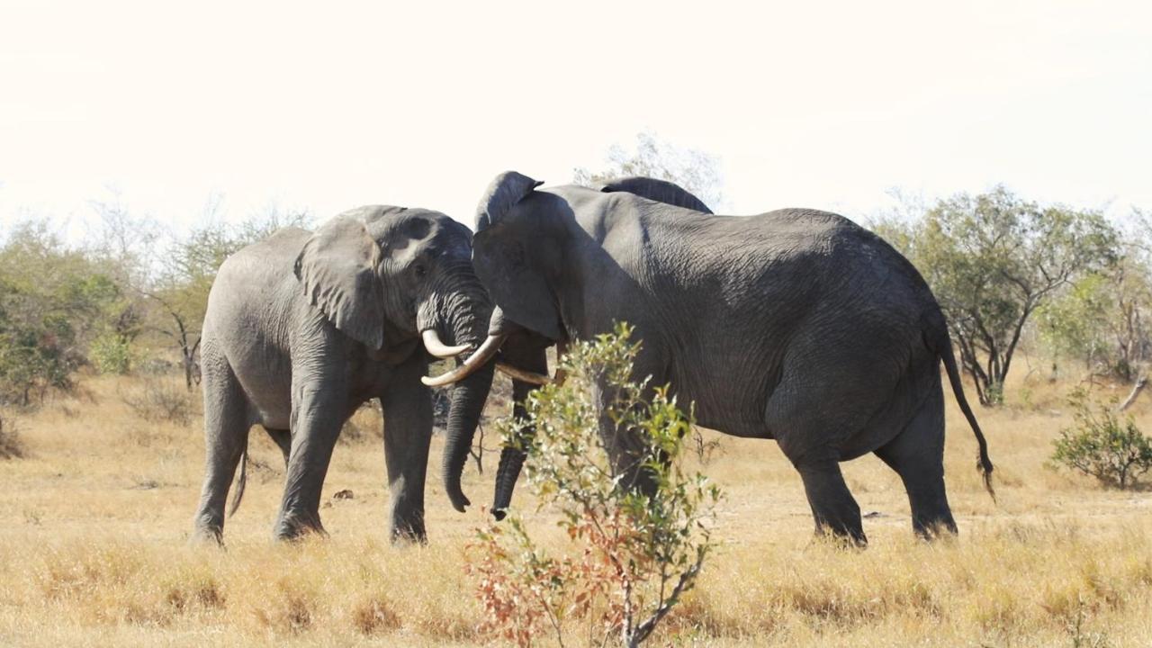 African Rest Lodge Barberton Buitenkant foto