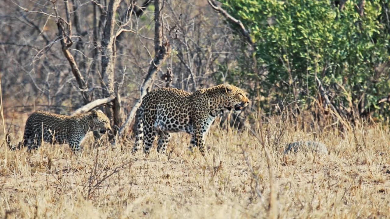 African Rest Lodge Barberton Buitenkant foto